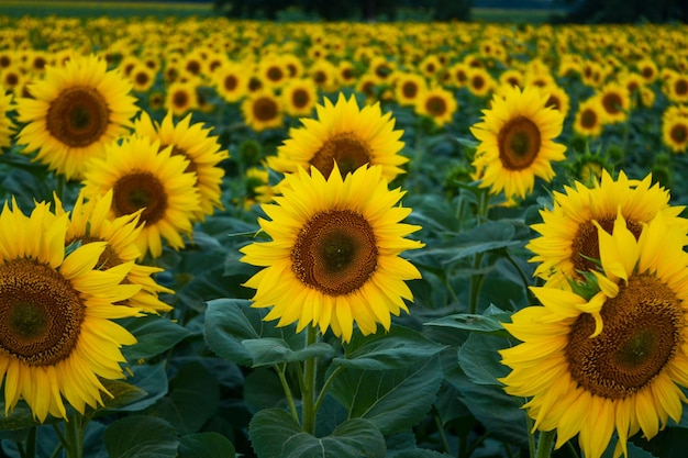 Campo com girassóis fecha uma bela flor com formas perfeitas