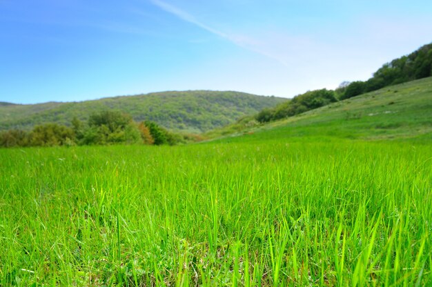 Campo com grama alta e colinas ao fundo