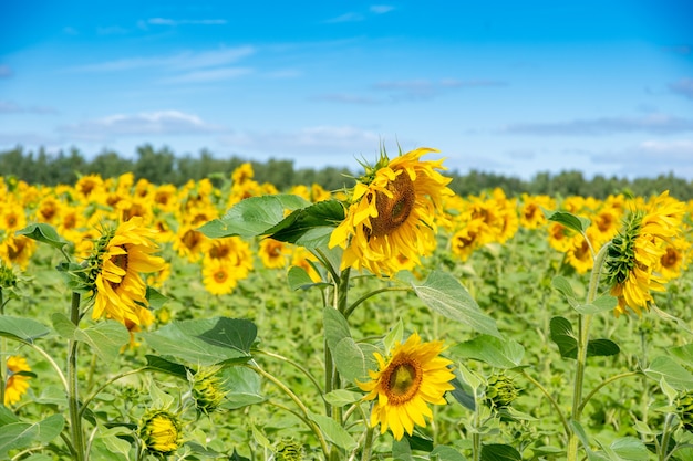 Campo com lindos girassóis amarelos contra um céu azul com nuvens fofas. Fundo rústico natural com girassóis em flor