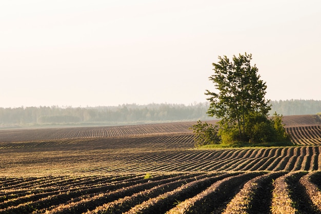 Campo com linhas repetidas