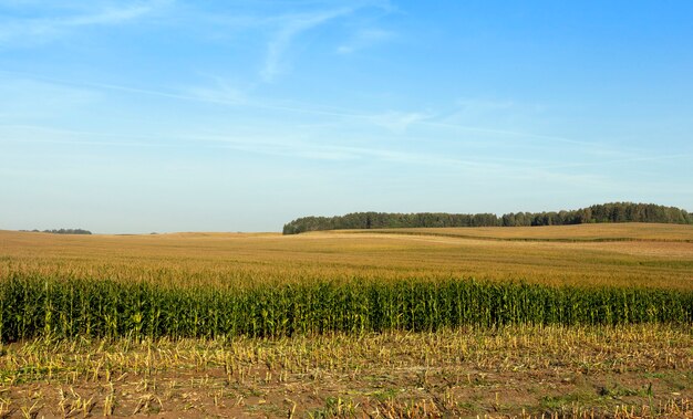 Campo com milho imaturo, parte do qual foi ceifado para alimentar os animais da fazenda