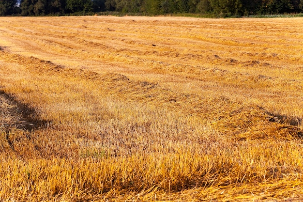 Campo com palha