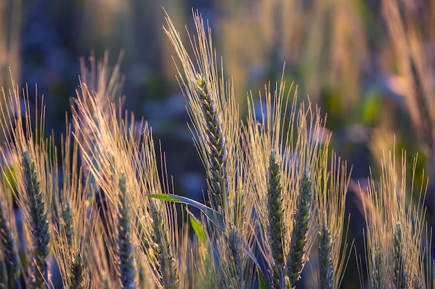 Campo com perímetro de grande angular de trigo crescente contra. Agronomia e agricultura. Indústria alimentícia.