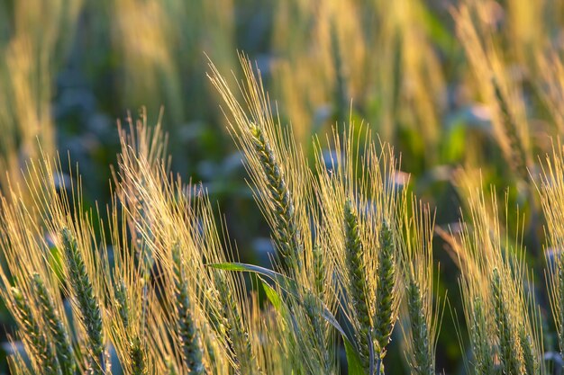 Campo com perímetro de grande angular de trigo crescente contra. agronomia e agricultura. indústria alimentícia.