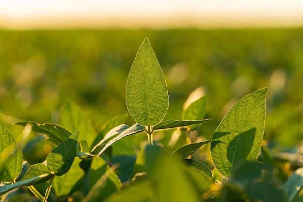Campo com plantas de soja Belas folhas de soja ao pôr-do-sol