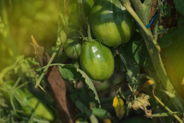 Campo com tomates verdes Jardim biológico com plantas de tomate Tomates verdes pendurados na planta