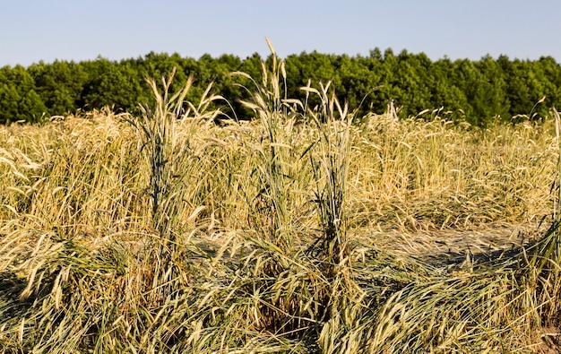 Campo com trigo amarelado