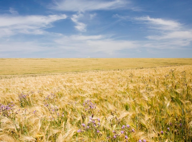 Campo com trigo dourado maduro e céu azul nublado