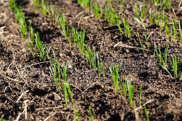 Campo com trigo jovem