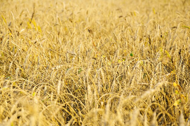 Campo com trigo maduro,