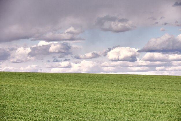 Campo com trigo verde e céu azul