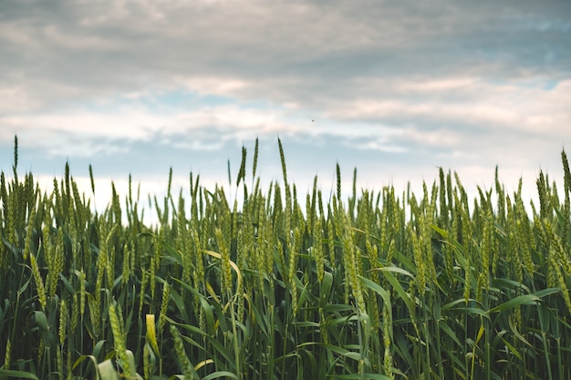 Campo com trigo verde em um dia de verão