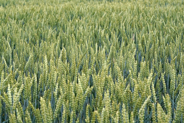 Campo com trigo verde verde, detalhe aproximado - fundo abstrato da agricultura