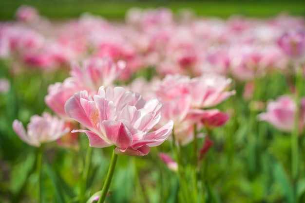 campo com tulipas lindas flores naturais de fundo