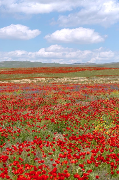 Campo com tulipas nas planícies