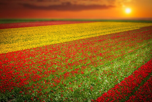 Campo com tulipas vermelhas na Holanda
