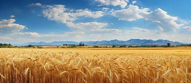 Foto campo com um amplo campo de cereais