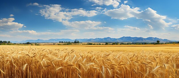 Campo com um amplo campo de cereais