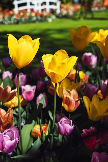 Campo completo de hermosa flor de tulipán amarillo púrpura y rosa abierta con hojas verdes y fondo de hierba en un día soleado de verano en un campo Papel pintado de la naturaleza Jardín de flores o prado