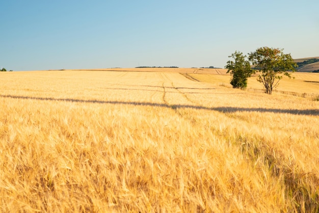 Campo con cosecha de cebada cultivada en Alemania en la agricultura de verano para tierras de cultivo de alimentos