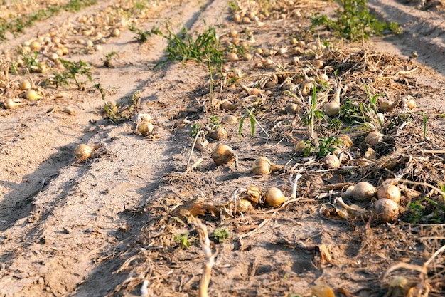 Campo de cosecha de cebolla