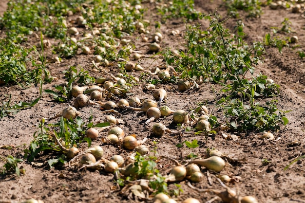 Campo de cosecha de cebolla