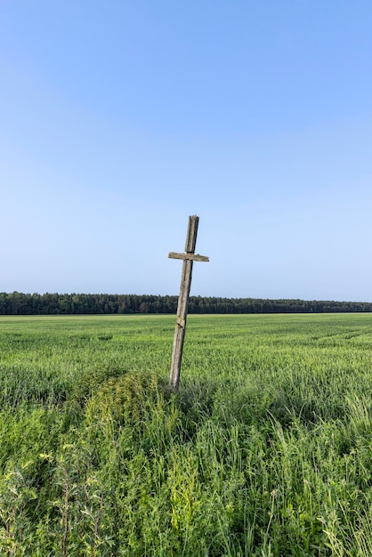 Un campo con una cosecha de cereales y una cruz religiosa de madera.