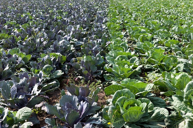 Campo con una cosecha mixta de col verde y roja