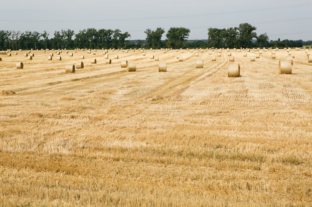 Campo cosechado con balas de paja en verano.