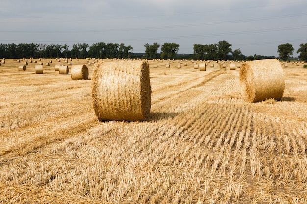 Campo cosechado con balas de paja en verano.