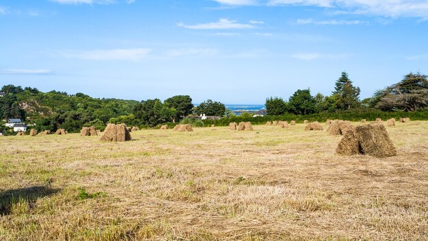 Campo cosechado en la costa del Canal de la Mancha