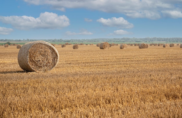 Campo cosechado con fardos de paja. Concepto de cosecha de verano y otoño.