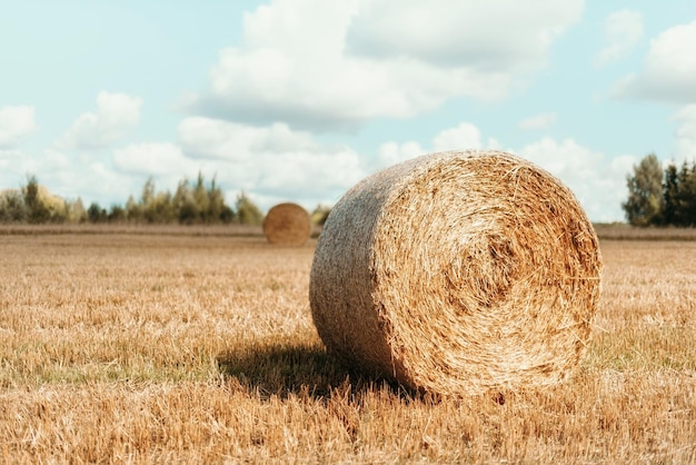 Campo cosechado con fardos de paja Fondo de agricultura con espacio de copia Concepto de cosecha de verano y otoño