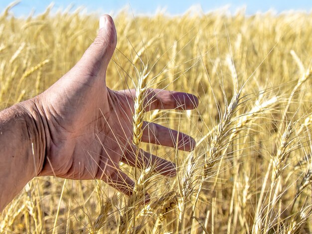 Foto campo con creciente cosecha de trigo.