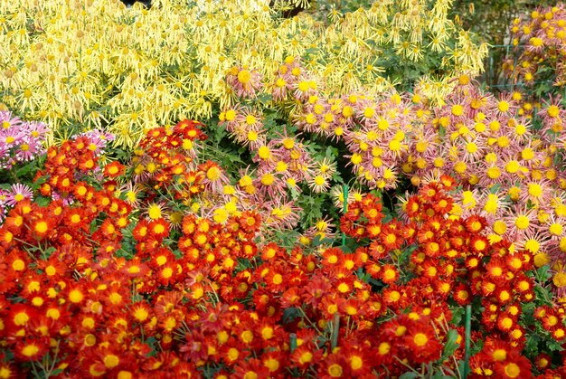 Campo de crisantemos rojo-amarillo y naranja.
