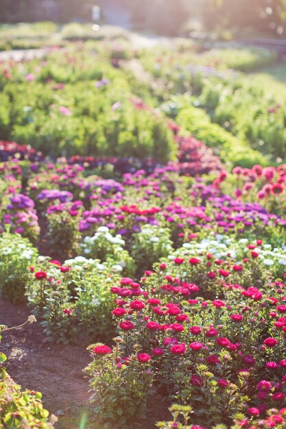 Campo de crisantemos rosados, rojos y morados a la luz del sol Macizo de flores con hermosas flores de otoño en el jardín