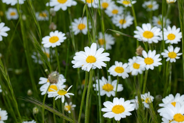 Campo cubierto de hermosas flores de margarita en primavera