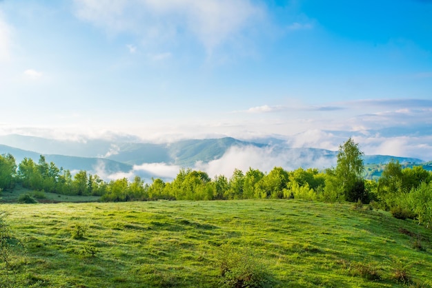 Campo cubierto de hierba cerca del bosque y montañas en la niebla con cielo azul al amanecer en un día de verano Paisaje de montañas en la niebla