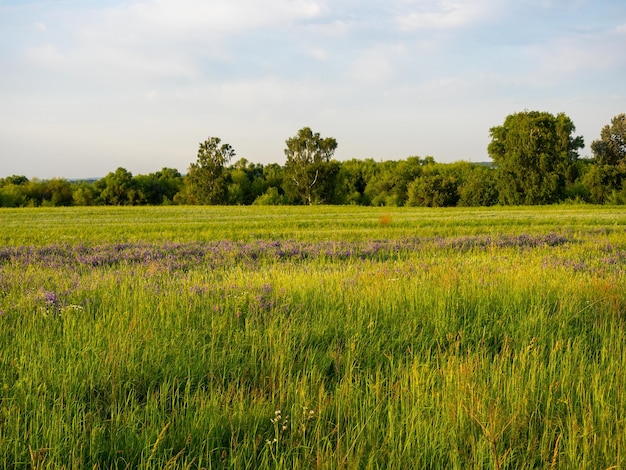 Un campo cubierto de hierba verde en verano al atardecer Paisaje rural