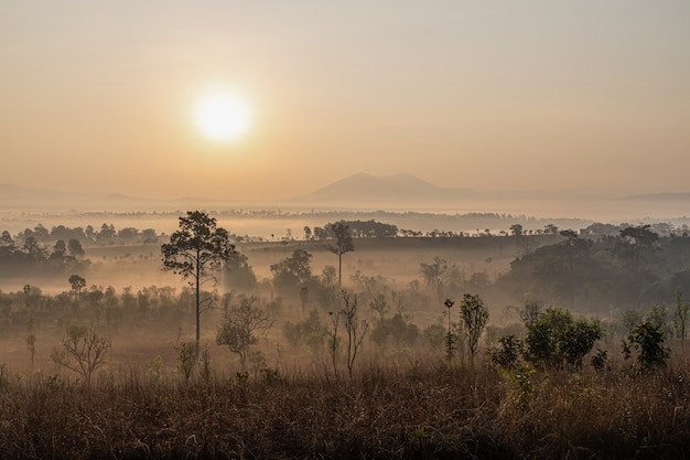 Campo cubierto por niebla al amanecer