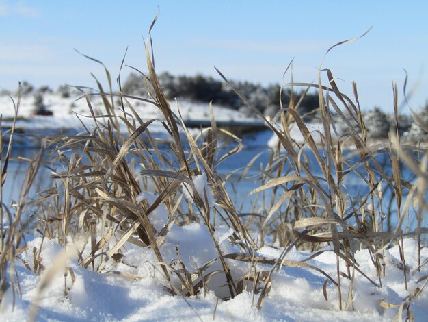 Campo cubierto de nieve