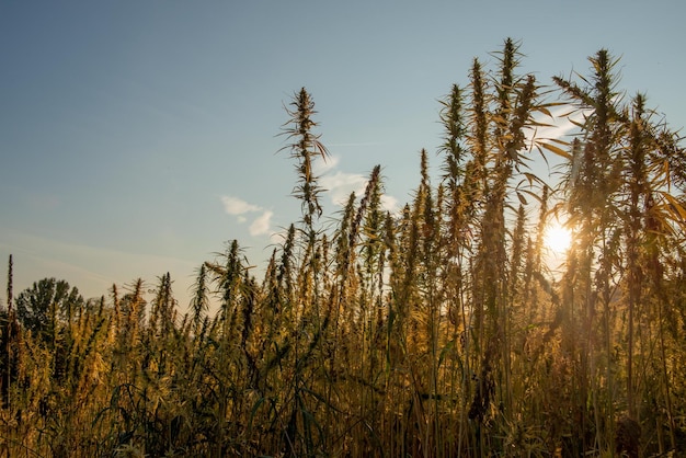 Campo cultivado con cáñamo indio