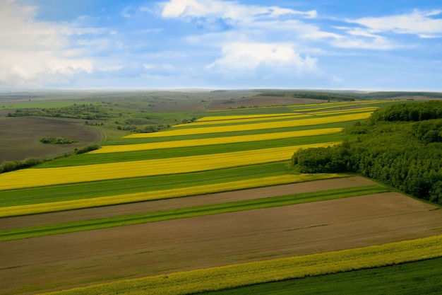 Campo cultivado de colza amarilla contra el cielo azul.