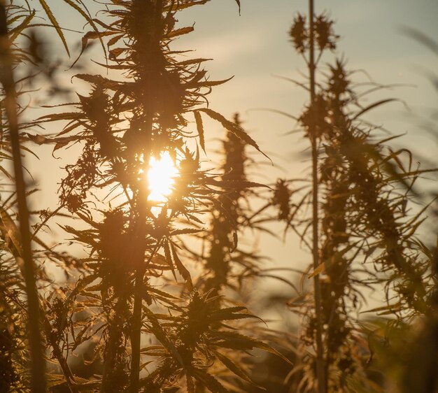 Campo cultivado com cânhamo indiano