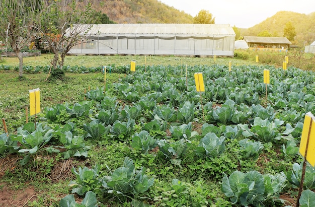 Campo cultivado de alface crescendo na fazenda de vegetais com fundo de efeito estufa