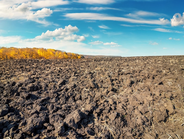 Campo cultivado por día