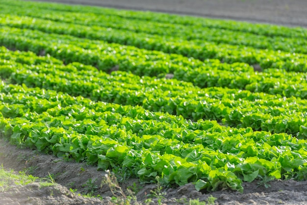 Campo cultivado: fileiras de salada verde fresca. Filmado com um foco seletivo