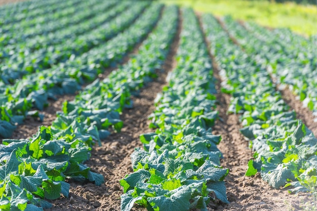 Campo cultivado: hileras de cama de ensalada verde fresca. Disparo con un enfoque selectivo