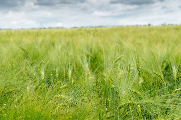 Foto campo de cultivo de cebada verde con muchas espiguillas cerrar