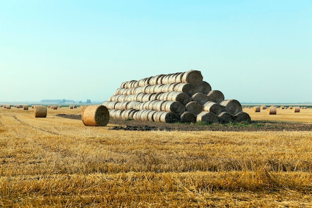 Campo de cultivo de cereales